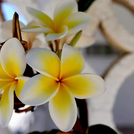 Casa Metropolis * Родос